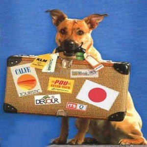 cane con la valigia